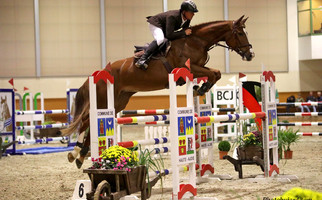 Jeunes chevaux