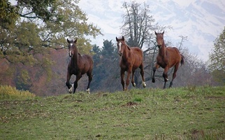 Fohlen 2010