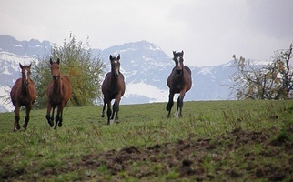 Foheln 2010