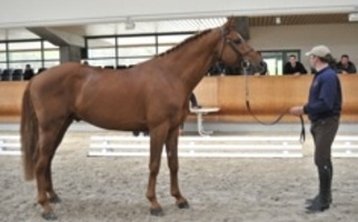 Hengst
