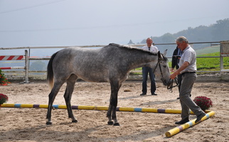 Schau 2011