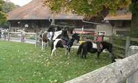 Buremärit