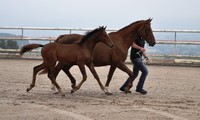 Vedana_Schau 2011