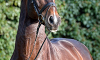 Balou Star