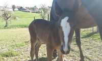 Pampa de Chavannes, Guidam Sohn x Papillon Rouge, éleveur Alain Menétrey