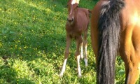Pouliche (Gino H x Nina du Manaou (Ryon d'Anzex), éleveurs Michel et Jacques Pellaux