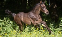 Fairytale (Copain du Perchet x Leicester) éleveuse Laure Deslarzes