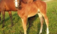 Zircco Blue WP, Zirocco Blue x Perle de Cockney (Cockney II), éleveur Famille Walther