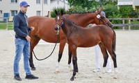 Poulain de Virtuoso Semilly