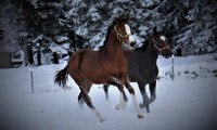 Poulain de Virtuoso Semilly