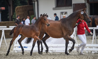 ACK Valoroso (Virtuoso Semilly x Scendix)
