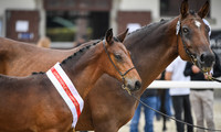 ACK Valoroso (Virtuoso Semilly x Scendix)