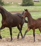 Programme appréciations juments et poulains 2016