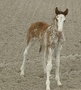 Quand un cheval est-il réellement un Cheval Suisse ?